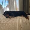 dogsgoingwild